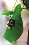 Aristolochia Macrophylla